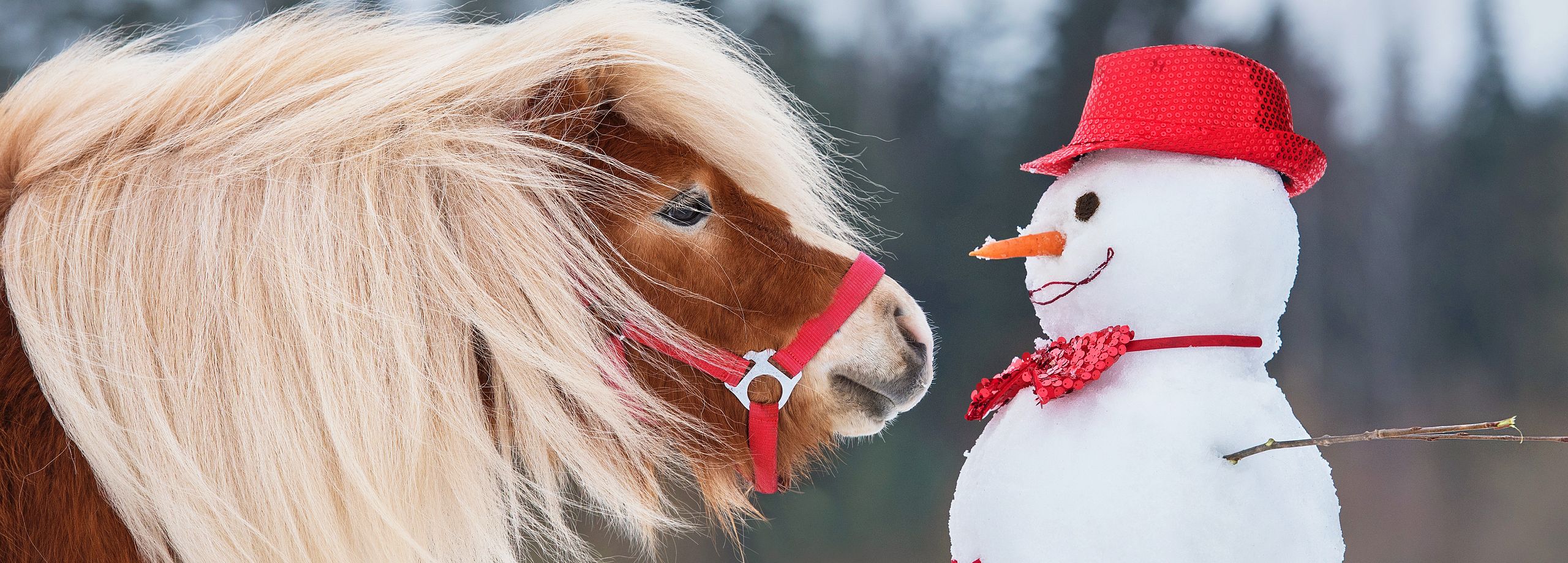 Ein unvergesslicher Winterurlaub